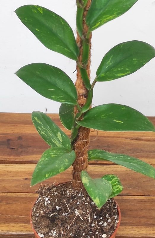 Rhaphidophora Elliptica Aurea