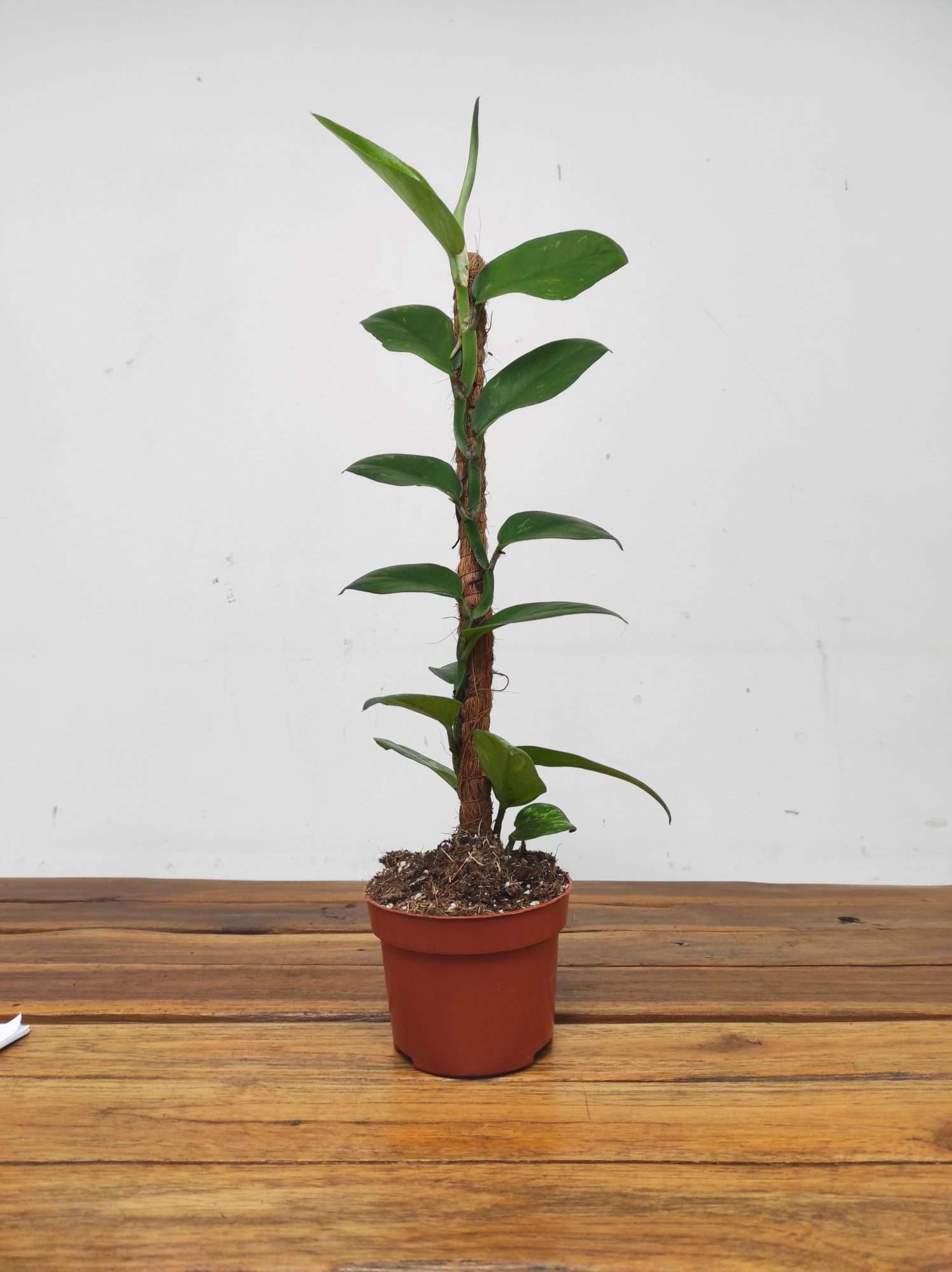 Rhaphidophora Elliptica Aurea - Image 2