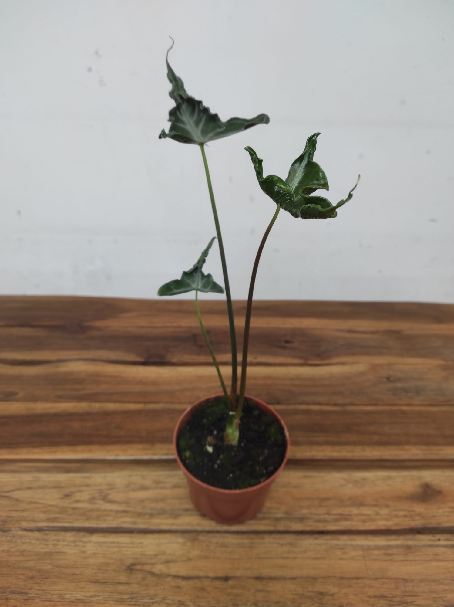 Alocasia 'Teletubbies'