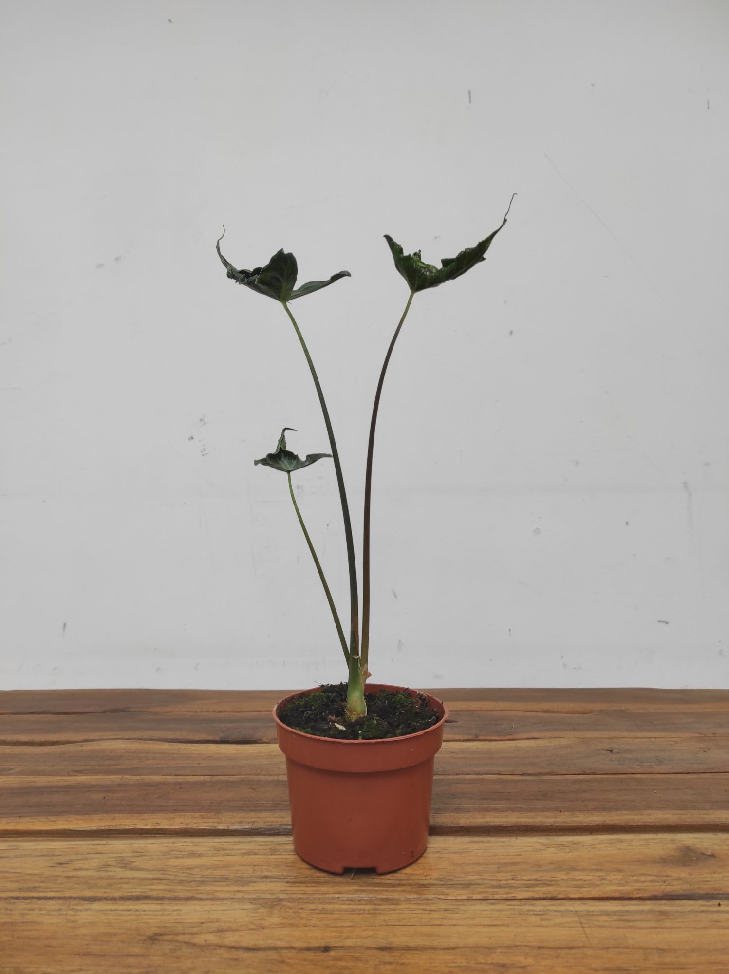 Alocasia 'Teletubbies' - Image 2