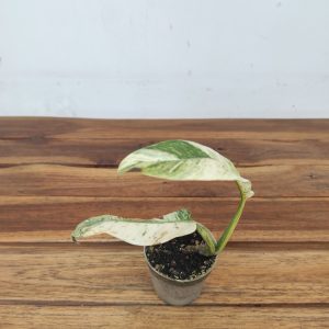 Rhaphidophora Foraminifera 'Variegata'