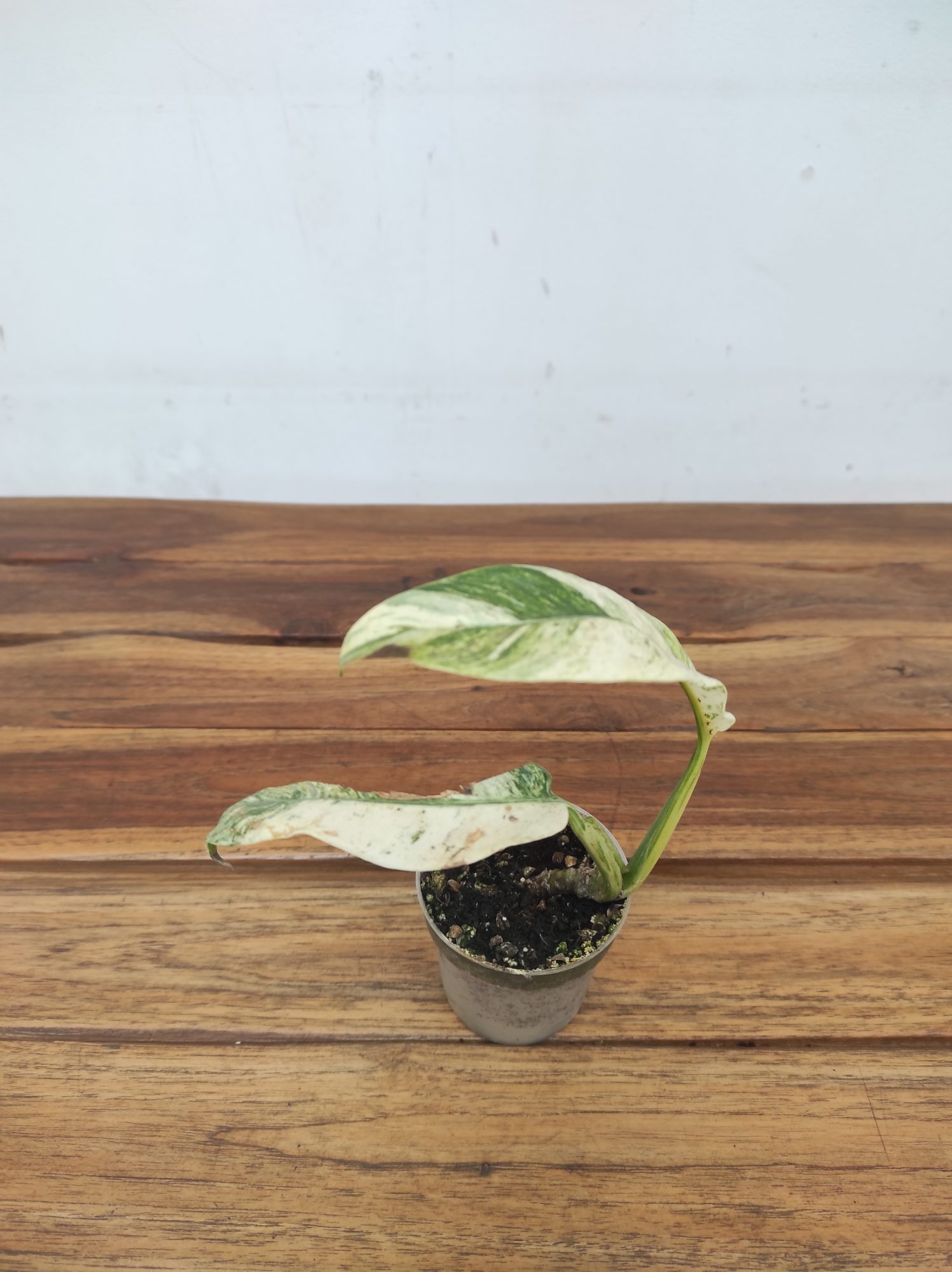 Rhaphidophora Foraminifera 'Variegata'