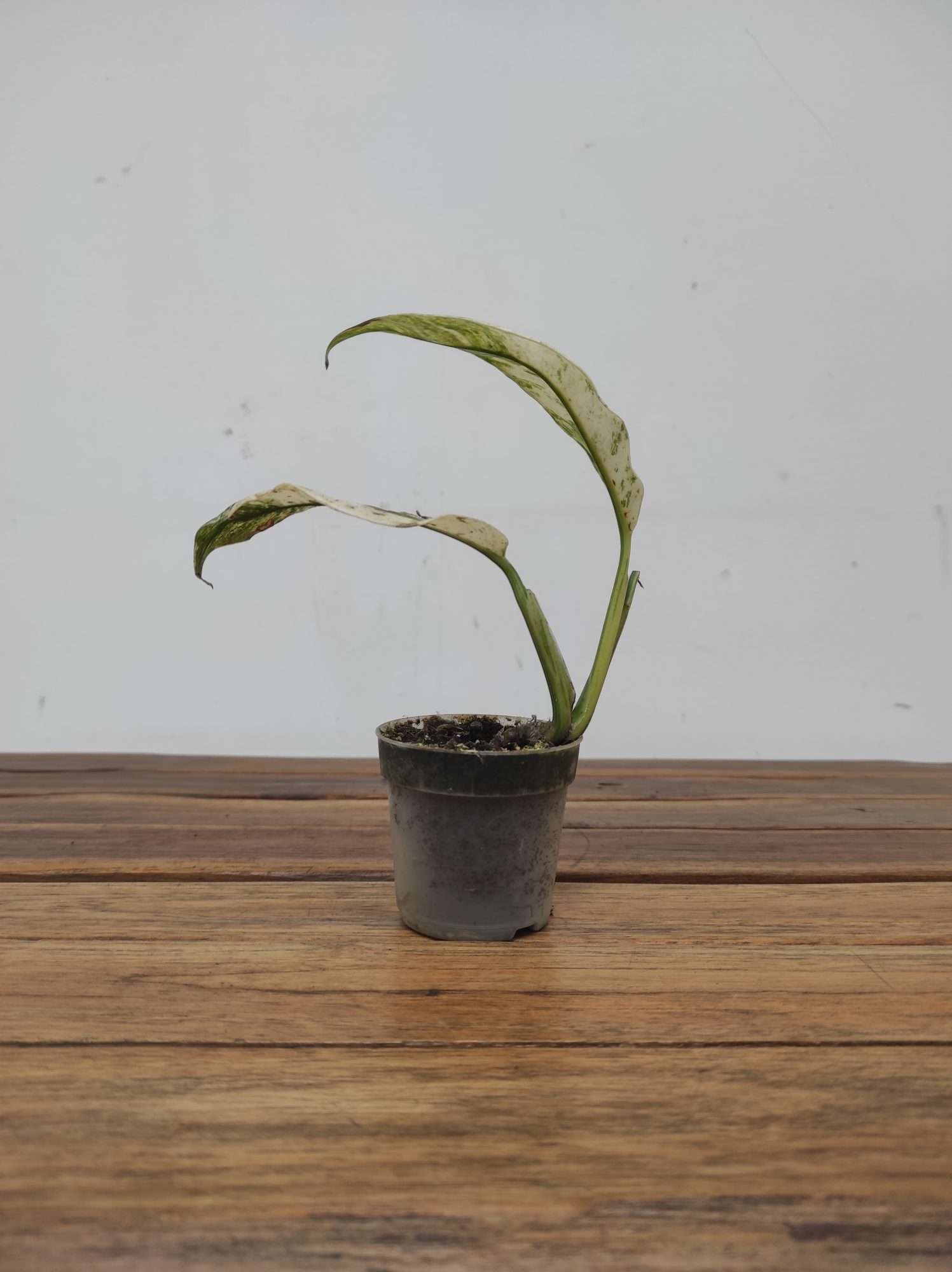 Rhaphidophora Foraminifera 'Variegata' - Image 2