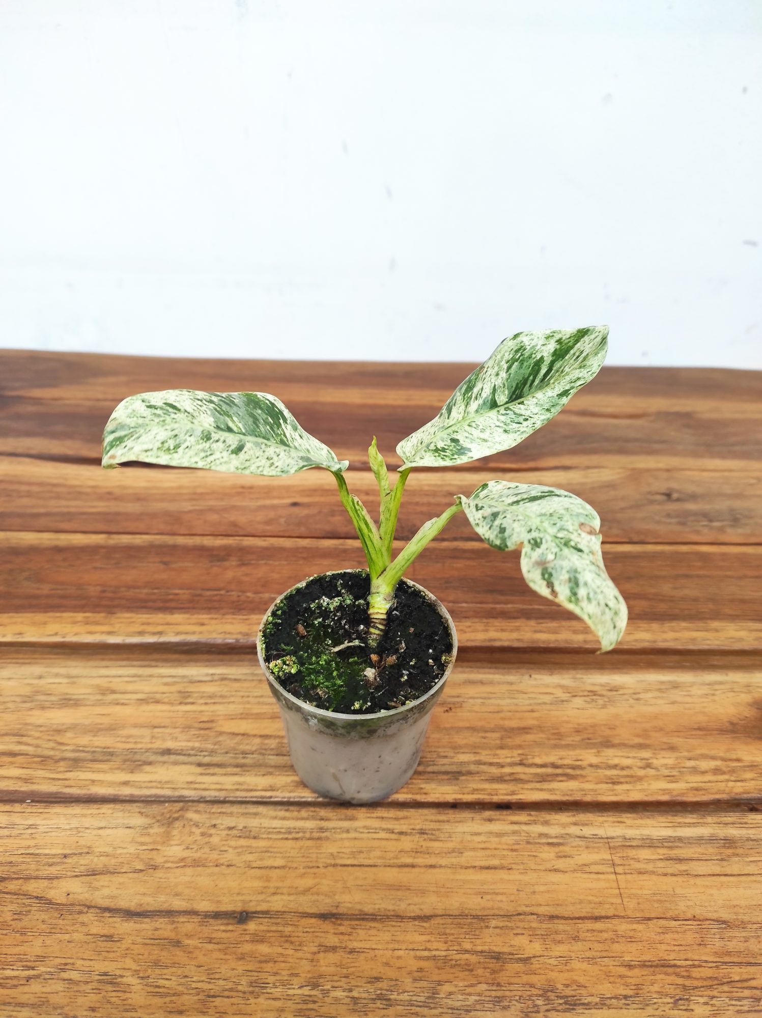 Rhaphidophora Foraminifera 'Variegata'