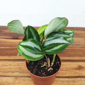 Scaphochlamys Scintillans