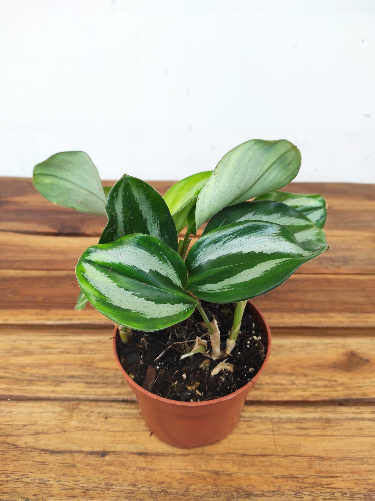 Scaphochlamys Scintillans