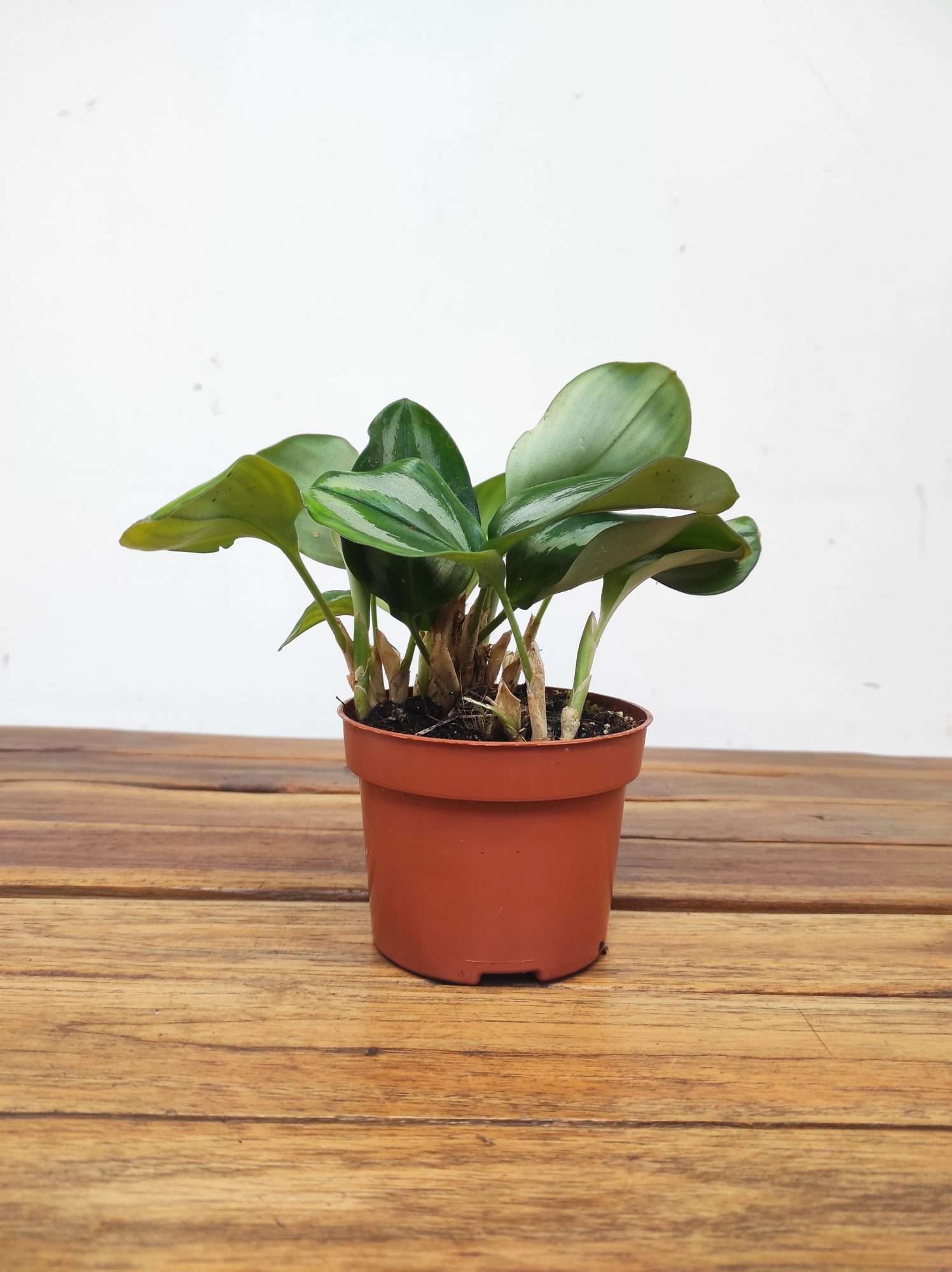 Scaphochlamys Scintillans - Image 2