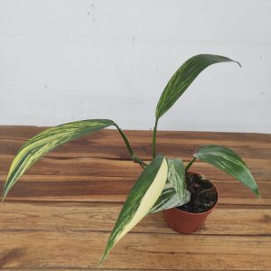 Epipremnum Amplissimum Aurea Variegata