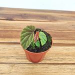 Begonia 'Black Bloodie'