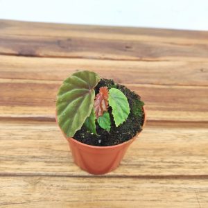 Begonia 'Black Bloodie'