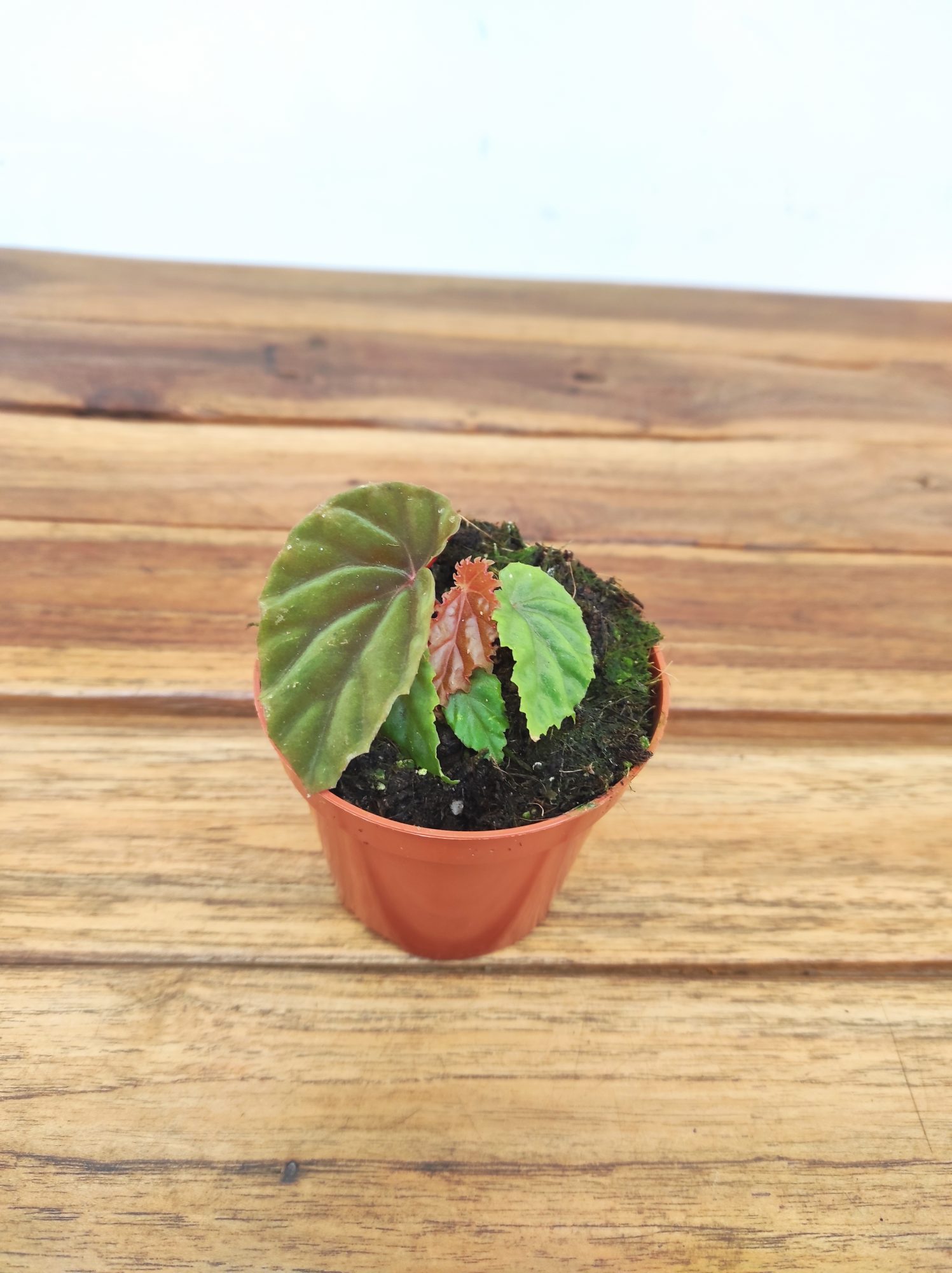 Begonia 'Black Bloodie'