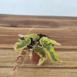 Begonia 'Dainty Spray Sport' Variegata