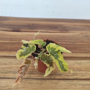 Begonia 'Dainty Spray Sport' Variegata