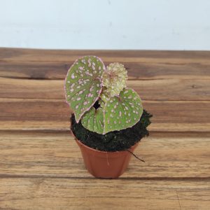 Begonia 'Muara Wahau'