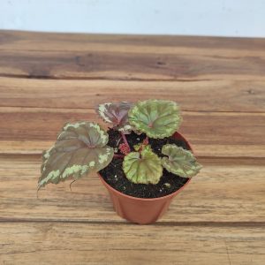 Begonia 'Ignita'