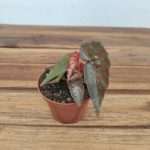 Begonia Amphioxus X Malachosticta