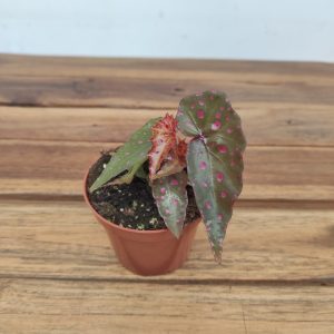 Begonia Amphioxus X Malachosticta