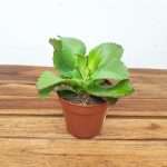 Kalanchoe Daigremontiana