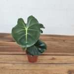 Alocasia Micholitziana 'Round Type'