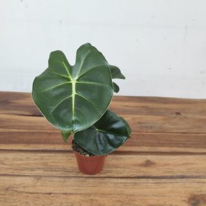 Alocasia Micholitziana 'Round Type'