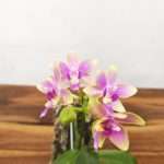 Phalaenopsis 'Yaphon Pink Bee' - Montagem