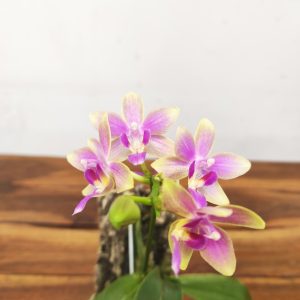 Phalaenopsis 'Yaphon Pink Bee' - Montagem