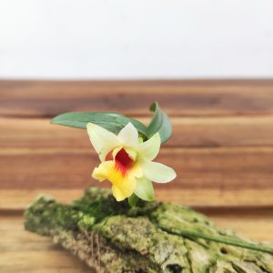 Dendrobium Bellatulum - Montagem