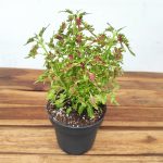Plectranthus = Coleus