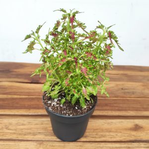 Plectranthus = Coleus