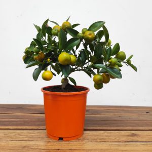 Citrus × Microcarpa - Calamondin