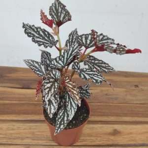 Begonia Mac. 'Spotlight Dark'