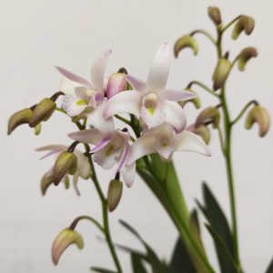 Dendrobium Delicatum
