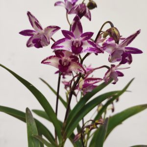 Dendrobium King Zip ‘Red Splash’