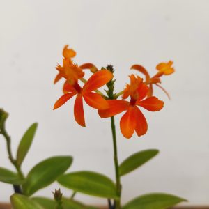 Epidendrum Radicans