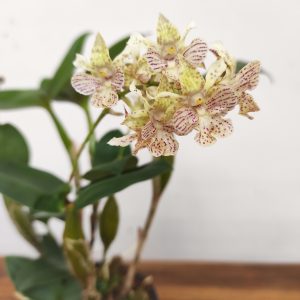 Dendrobium Aberrans  V.12