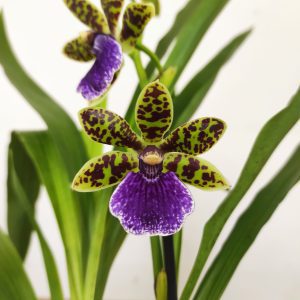 Zygopetalum 'Louisendorf'