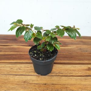 Begonia Folosia