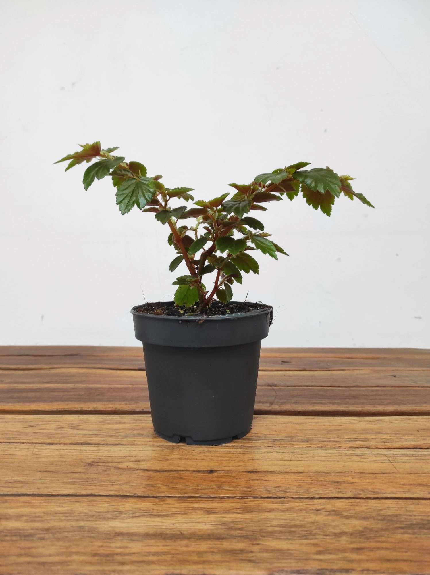 Begonia Folosia - Image 2