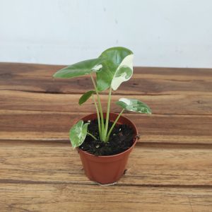 Alocasia Macrorrhiza Variegata