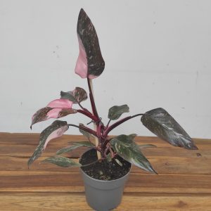 Philodendron Pink Princess Marble Variegata