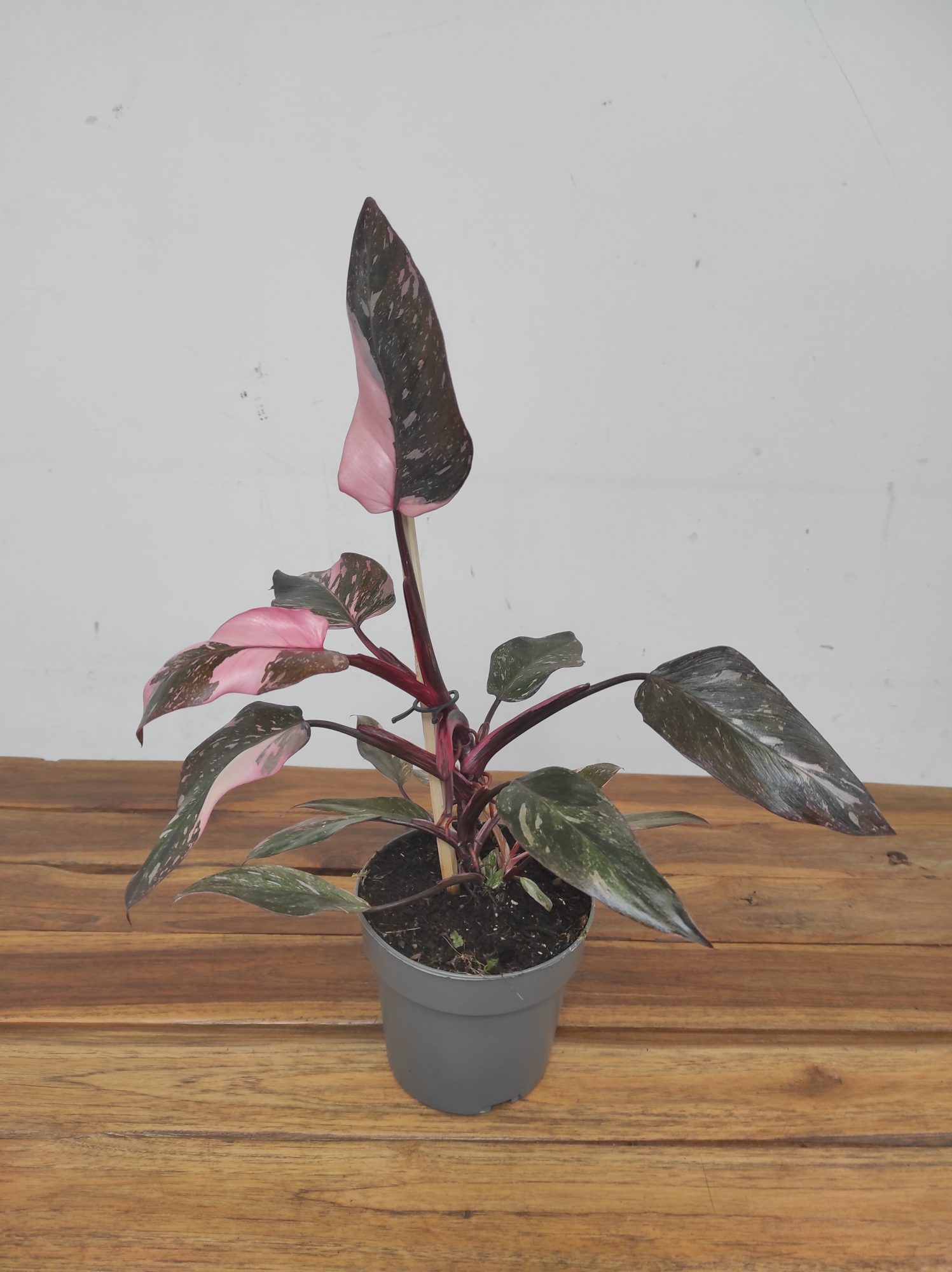 Philodendron Pink Princess Marble Variegata