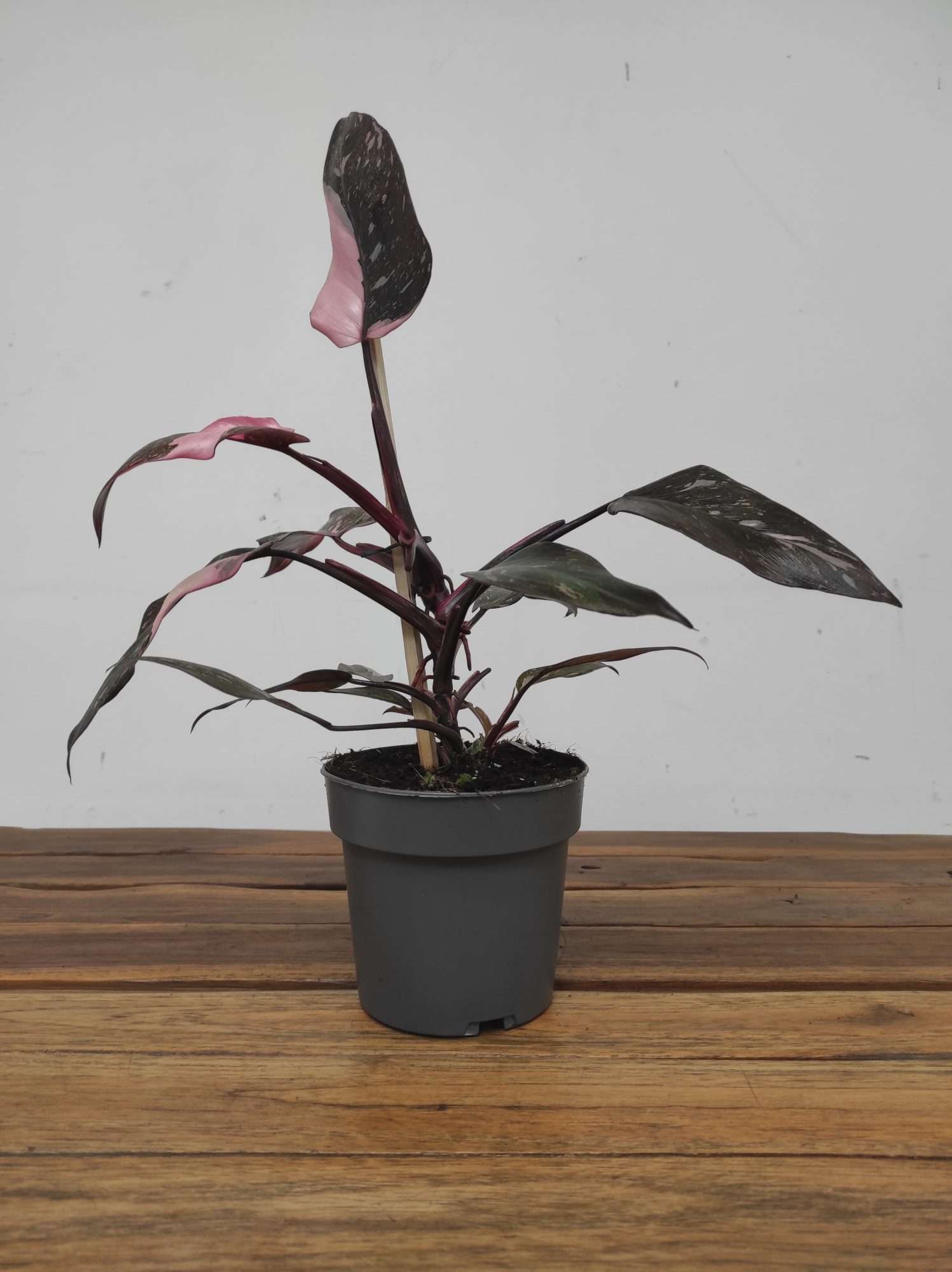 Philodendron Pink Princess Marble Variegata - Image 2