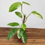 Rhaphidophora Puberula Variegata