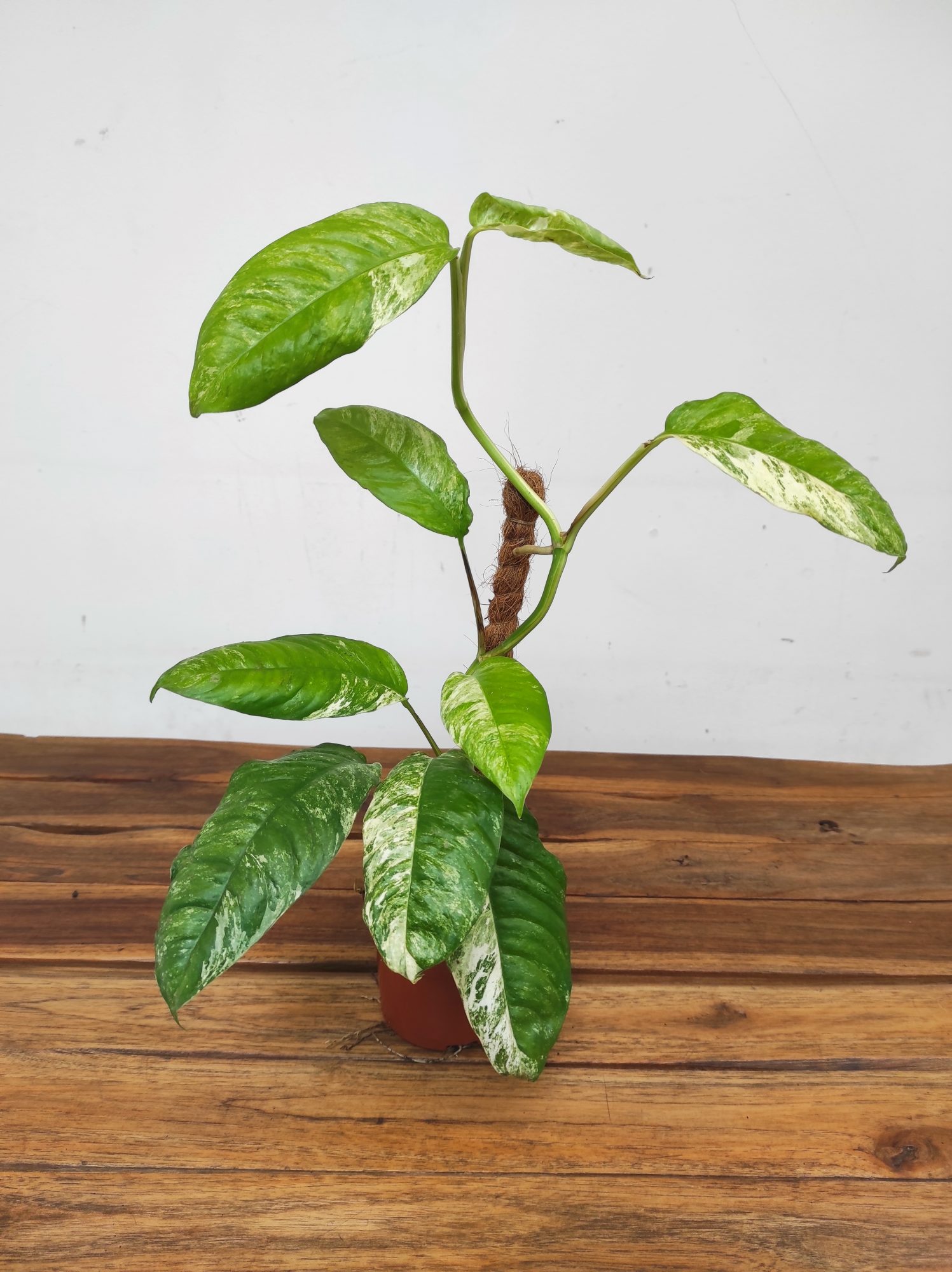 Rhaphidophora Puberula Variegata