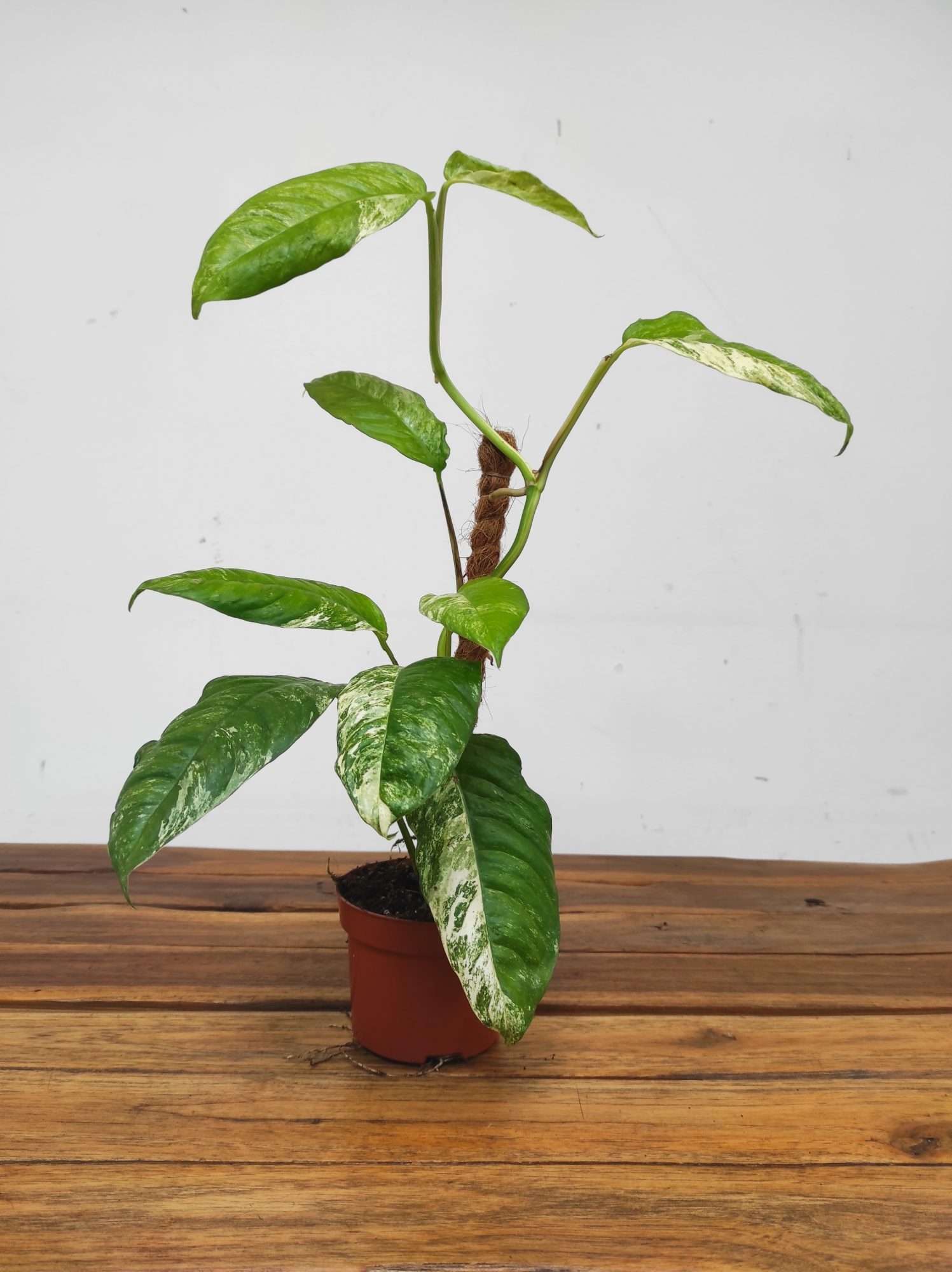 Rhaphidophora Puberula Variegata - Image 2