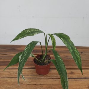 Rhaphidophora Foraminifera Albo Marble