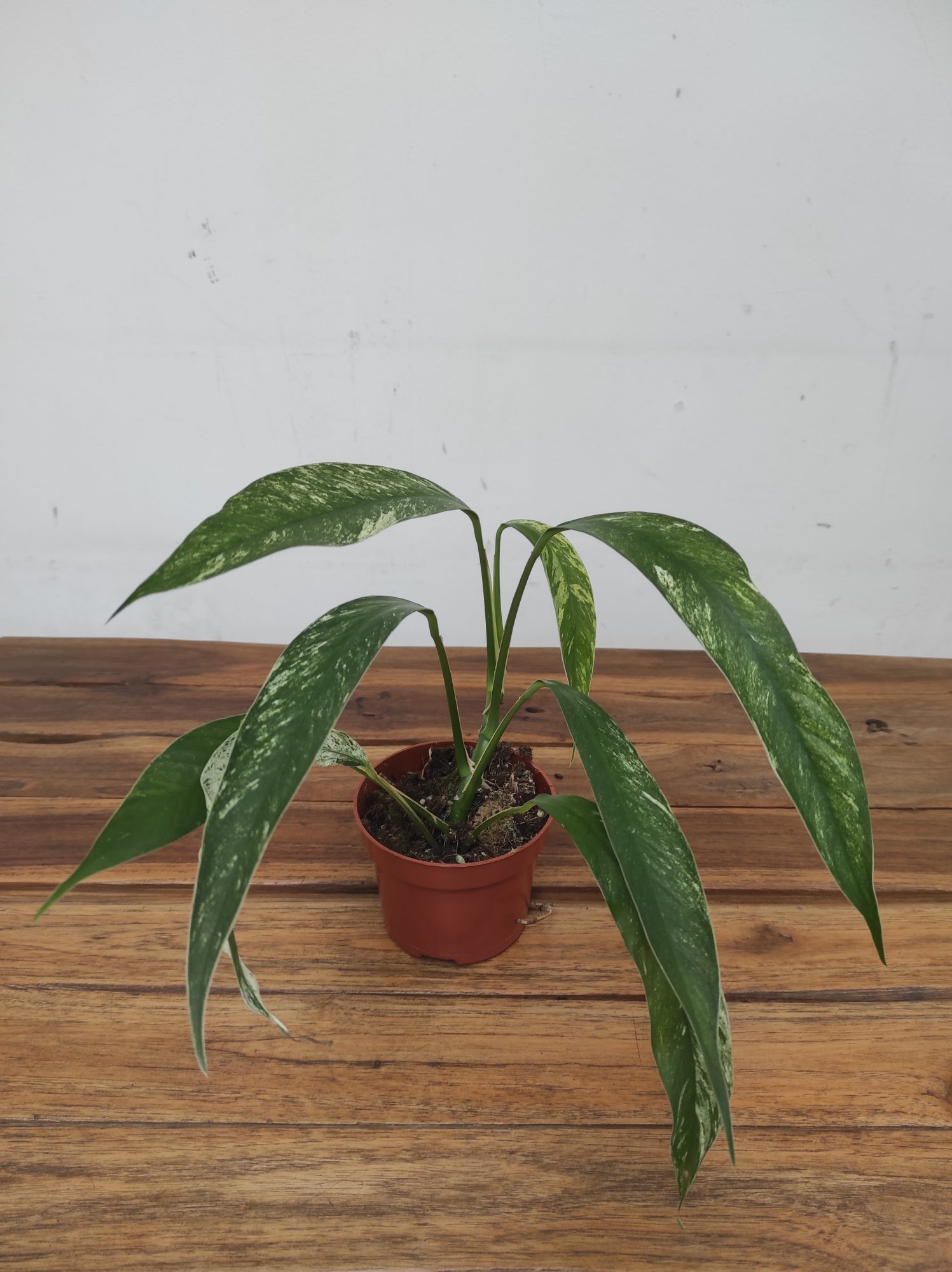 Rhaphidophora Foraminifera Albo Marble