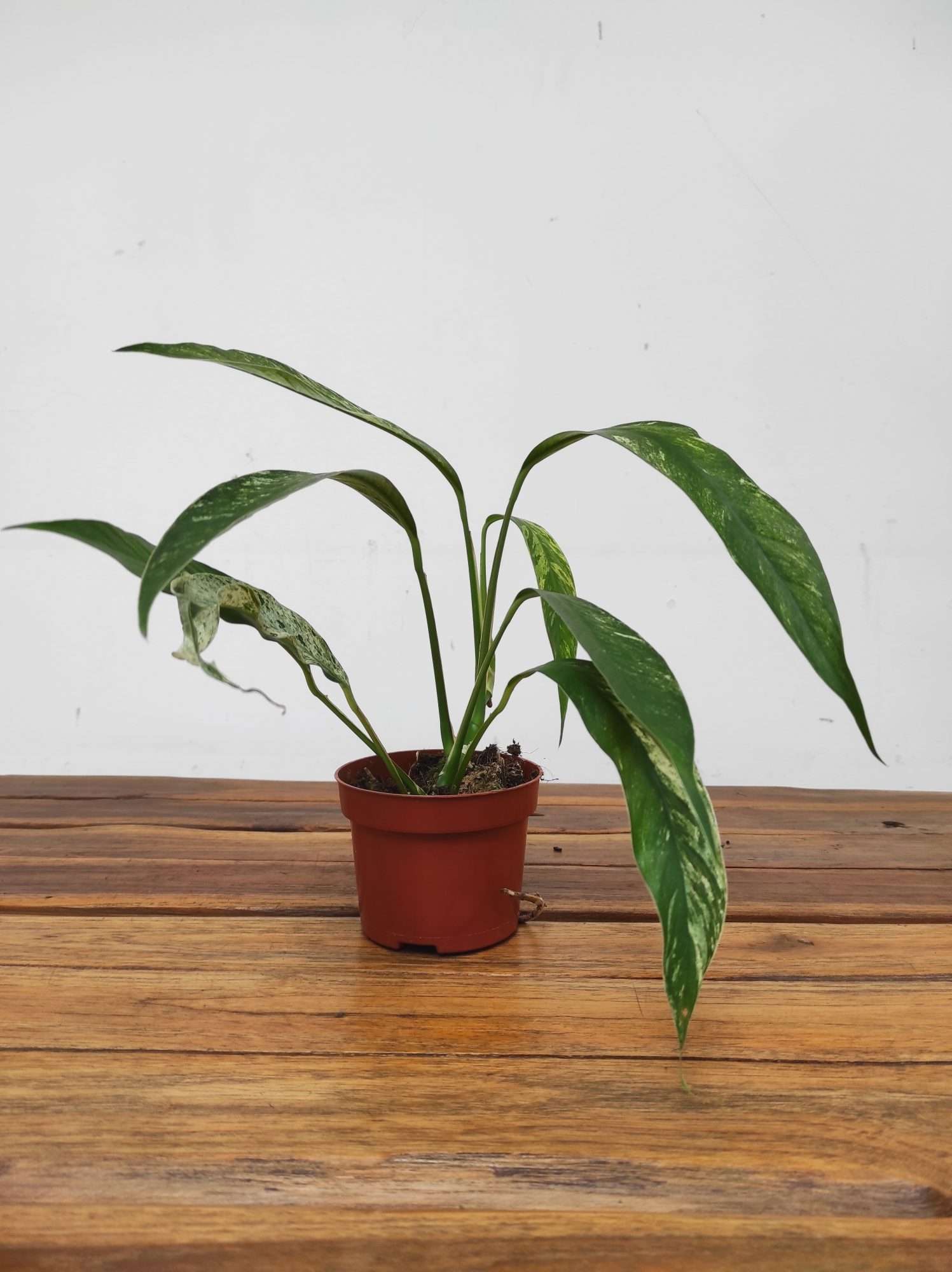 Rhaphidophora Foraminifera Albo Marble - Image 2