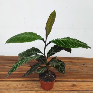 Labisia Gigantifolia