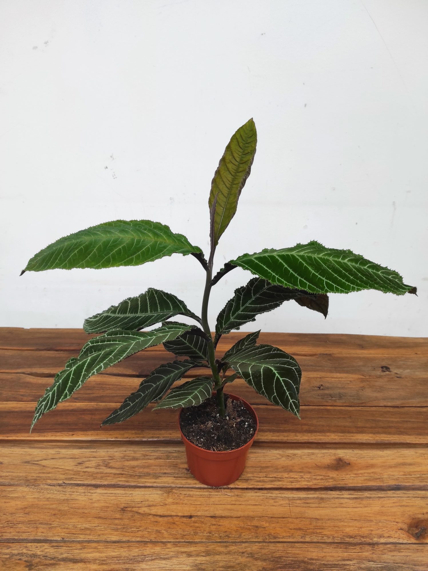 Labisia Gigantifolia